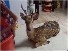 मुंबई: घर में सो रहे थे लोग और छत तोड़कर गिरा हिरण, मच गया हड़कंप