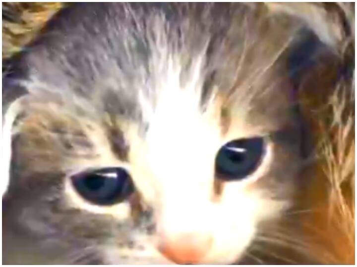 Animal Planet focuses on COVID-19 on animals in new documentary Animal Planet: 17 मई को कोविड-19 का जानवरों पर पड़ने वाले प्रभाव की डॉक्यूमेंट्री प्रसारित करेगा