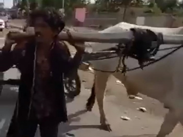 Sachchai Ka Sensex Pull Bullock cart on shoulder viral video fact check सच्चाई का सेंसेक्स: बैल मर गया को युवक ने खुद खींची बैलगाड़ी? जानिए क्या है वीडियो की सच्चाई
