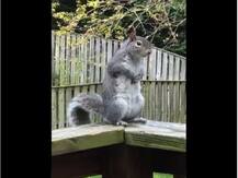 गिलहरी का 'कपालभाती आसन' करते हुए वीडियो वायरल, लोगों ने कहा 'बाबा गिलहरी देव'