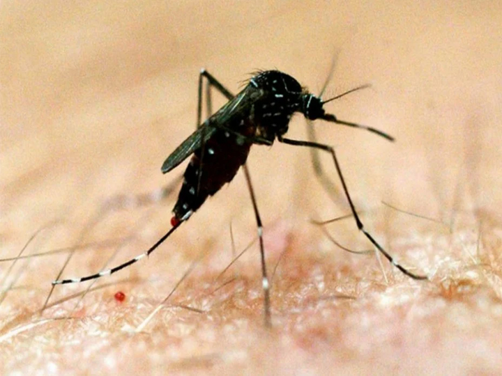 Early signs and symptoms of Dengue fever