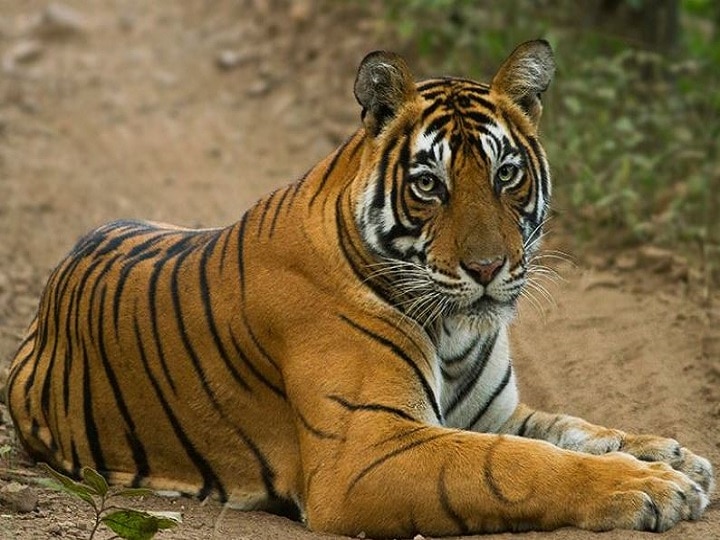 Tigers Increasing in Pilibhit Tiger Reserve in Uttar Pradesh पीलीभीतः रिजर्व में बढ़ रही टाइगर की आबादी, लोगों की मांग- जंगल की जमीन से अवैध कब्जे हटवाए सरकार