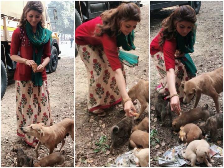 उर्वशी रौतेला ने लॉकडाउन के बीच बेजुबान जानवरों को खिलाया खाना, लोग कर रहे एक्ट्रेस की तारीफ bollywood actress Urvashi Rautela urges people not to neglect stray animals उर्वशी रौतेला ने लॉकडाउन के बीच बेजुबान जानवरों को खिलाया खाना, लोग कर रहे एक्ट्रेस की तारीफ
