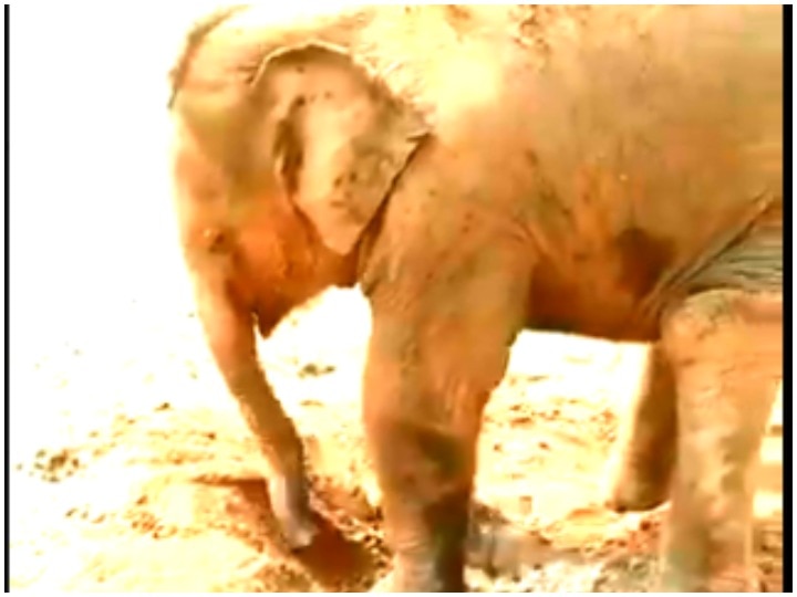 Baby elephant taking a mud bath generates curiosity among social media users इंटरनेट पर धूम मचा रहा बेबी एलिफेंट का मड बाथ वीडियो, लोग हो रहे हैरान