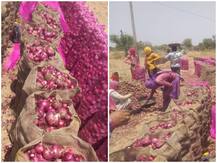 राजस्थान: प्याज पर लॉकडाउन और गर्मी की मार, कम दाम निकाल रहे हैं किसानों के आंसू