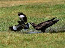 एक जून को केरल में दस्तक दे सकता है मानसून, इस साल देश में सामान्य बारिश की संभावना