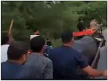 इंटरनेट पर वीडियो हो रहा वायरल, लोगों ने भैंसे के 'बदले' को बताया सही मिसाल