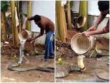 गर्मी में किंग कोबरा को नहलाता शख्स, हैरान कर देने वाला वीडियो हुआ वायरल