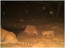 राजस्थान: सरिस्का बाघ अभयारण्य में बाघिन के साथ दिखे तीन शावक, CM गहलोत ने जताई खुशी