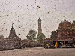 टिड्डी का आतंक: राजस्थान के बाद किया यूपी का रुख, 10 जिले हाई अलर्ट पर