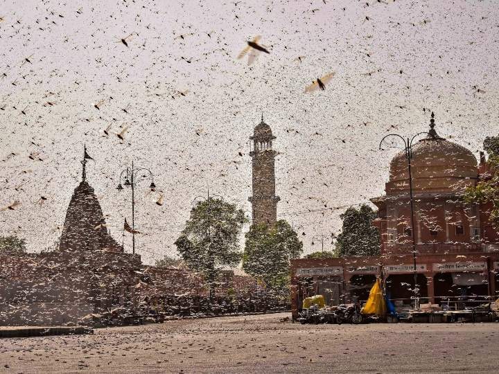 Swarms of locusts reach haryana delhi & bordering districts of UP delhi on high alert यूपी की ओर बढ़ता हुआ दिल्ली सीमा तक पहुंचा टिड्डी दल, रास्ते में कई जिलों में फसलें बर्बाद
