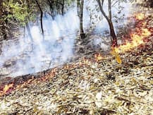 टिहरी वन विभाग को बड़ी राहत, बारिश व लॉकडाउन के चलते थमी जंगल में आग की घटनाएं