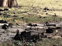 कोरोना के खौफ के बीच गोरखपुर में रहस्यमयी तरीके से सैकड़ों चमगादड़ों की मौत, लोगों में फैली दहशत