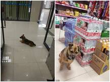 चीन: कोरोना काल में जानवर का इंसान से ऐसा लगाव, मालिक की मौत के बाद कुत्ते ने तीन महीने तक किया इंतजार