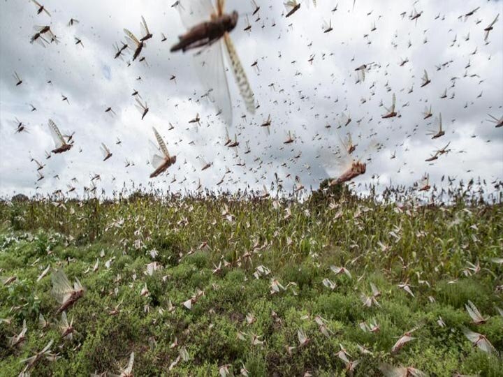 Union Agriculture Minister Narendra Singh Tomar said that spraying of pesticides with a helicopter to control locusts ann सिरदर्द बनीं टिड्डियों पर काबू पाने के लिए कल से शुरू होगा हेलीकॉप्टर से कीटनाशकों का छिड़काव