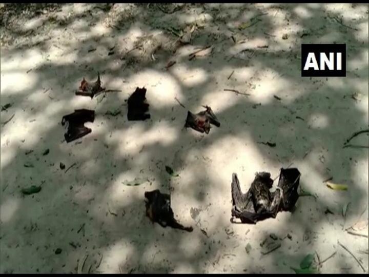 Now Bats found dead in ballia after gorakhpur गोरखपुर के बाद बलिया में हुई चमगादड़ों की मौत, प्रशासन में हड़कंप, दहशत में आये लोग