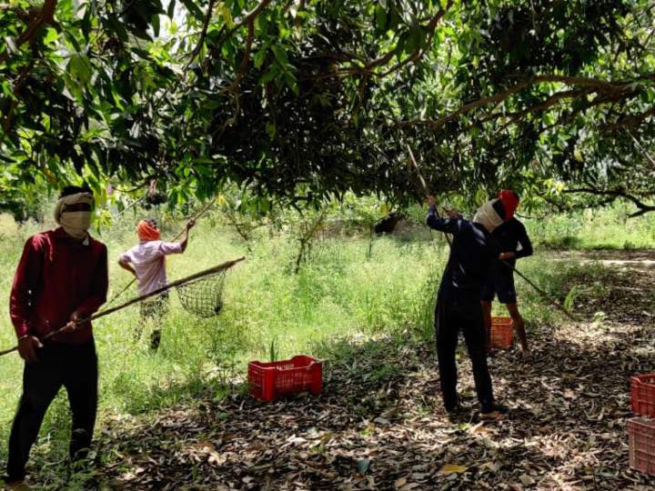 अब विदेशों में भी धूम मचाएगा बनारसी आम, लंगड़ा और दशहरी आम की पहली खेप दुबई रवाना