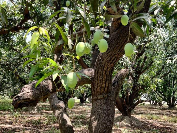 अब विदेशों में भी धूम मचाएगा बनारसी आम, लंगड़ा और दशहरी आम की पहली खेप दुबई रवाना