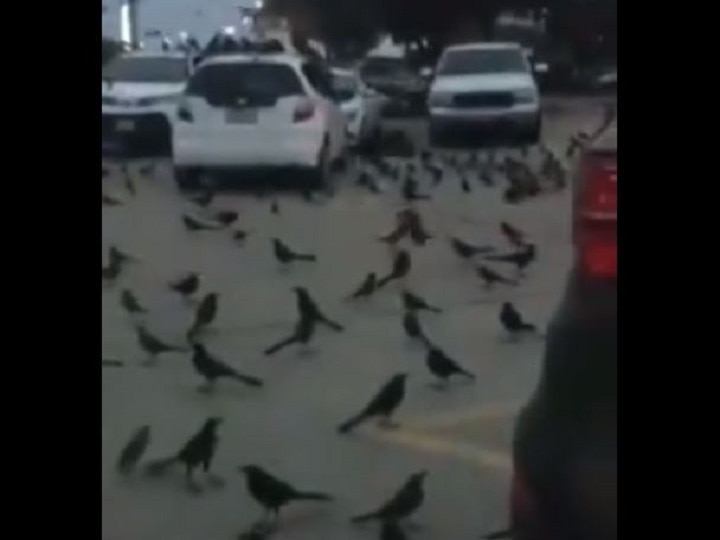 Crows attack in Saudi Arabia after locust attack in India Fact Check सच्चाई का सेंसेक्स: भारत में टिड्डियों के हमले के बाद सऊदी अरब में कौवों का हमला? सच जानिए
