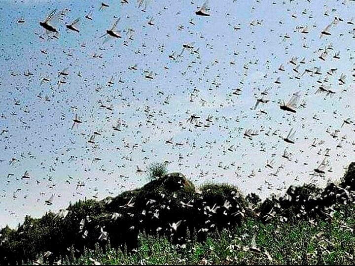Union Agricultural Ministry says India first country to control locust swarms using drones टिड्डियों की समस्या पर कृषि मंत्रालय ने कहा- ड्रोन की मदद से पाया नियंत्रण, ऐसा करने वाला भारत पहला देश