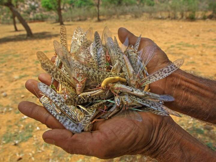 Advisory issued in Delhi to deal with locust attack, directing all districts to be on high alert- ann टिड्डियों के हमले से निपटने के लिए दिल्ली में जारी की गई एडवाइजरी, सभी जिलों को हाई अलर्ट पर रहने का निर्देश