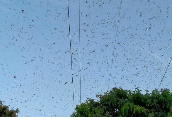 टिड्डी दल से विमानों के उड़ान भरने में परेशानी, पायलटों के लिए एडवाइजरी जारी
