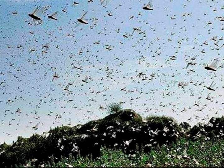 Swarm Of Locust Reaches Agra, Gives National Capital Delhi A Miss For Now ANN दिल्ली को टिड्डियों से फिलहाल मिली राहत, आगरा की ओर बढ़ा टिड्डी दल, अबतक खेती को खास नुकसान नहीं