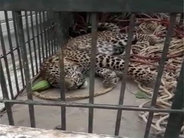 गोंडा: वन विभाग की टीम ने रेस्क्यू कर तेंदुए के शावक को पिंजरे में किया कैद, जानें- क्यों परेशान हैं इलाके के लोग Gonda Forest Department team rescues leopard cub गोंडा: वन विभाग की टीम ने रेस्क्यू कर तेंदुए के शावक को पिंजरे में किया कैद, जानें- क्यों परेशान हैं इलाके के लोग