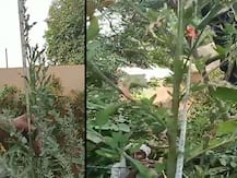 सहारनपुर में चर्चा का विषय बना 10 फीट ऊंचा ये खास पौधा, लिम्का बुक ऑफ वर्ल्ड रिकॉर्ड में दर्ज हो सकता है नाम