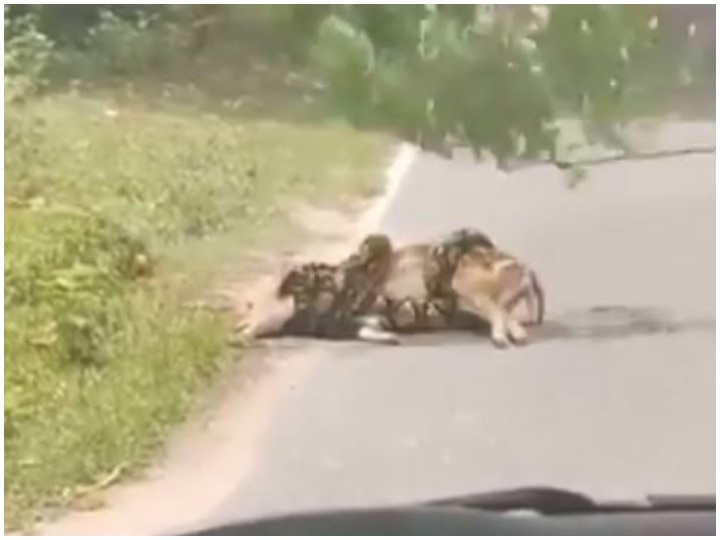 Video of python and deer surfaced from Thailand zoo Viral Video: अजगर ने हिरण को जकड़ रखा था, लेकिन इसके बाद जो हुआ उसपर आप यकीन नहीं करेंगे