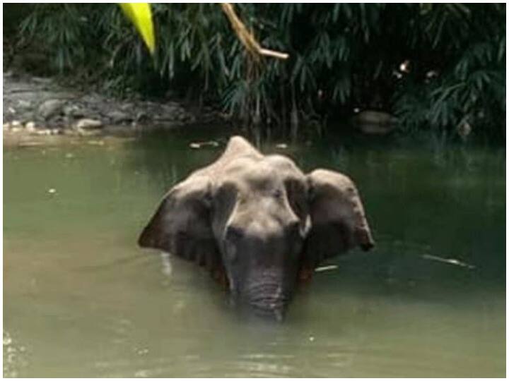 शर्मनाक करतूत: केरल में गर्भवती हथिनी को खिलाया पटाखे से भरा अनानास, दर्दनाक मौत Embarrassing handiwork in Kerala: A pineapple filled with crackers fed to a pregnant elephant, painful death शर्मनाक करतूत: केरल में गर्भवती हथिनी को खिलाया पटाखे से भरा अनानास, दर्दनाक मौत