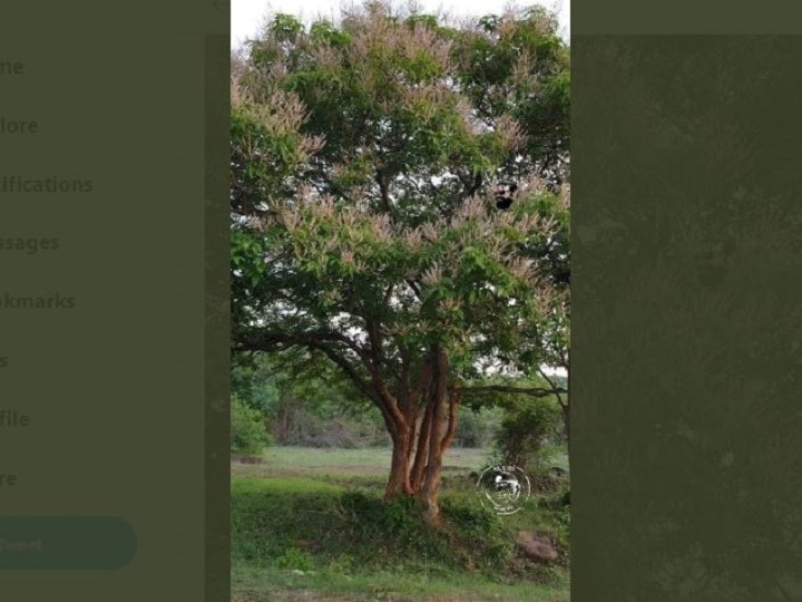 worlds largest Tulsi tree, tall as mango tree Fact Check सच्चाई का सेंसेक्स: आम के पेड़ की तरह दुनिया के सबसे बड़े तुलसी के पेड़ के दावे का सच क्या है?