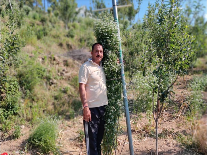 In Almora 7 point 1 feet standing coriander plant grown by Devbhoomi farmer named in Guinness World Record अल्मोड़ा में उगाया गया 7.1 फुट खड़ा धनिया का पौधा, देवभूमि के किसान का गिनीज वर्ल्ड रिकॉर्ड में नाम दर्ज