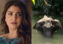 पटाखों से भरा अनानास खाने से हथिनी की मौत, अनुष्का शर्मा ने केरला के CM से गुनहगारों को पकड़ने की लगाई गुहार