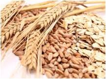 क्या है टाइप 2 डायबिटीज? फाइबर से भरपूर साबुत अनाज इसमें कैसे पहुंचाता है फायदा