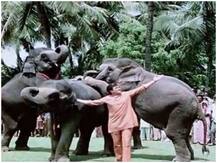हाथी मेरे साथी: केरल की घटना हाथी और इंसान के रिश्ते को कलंकित करती है