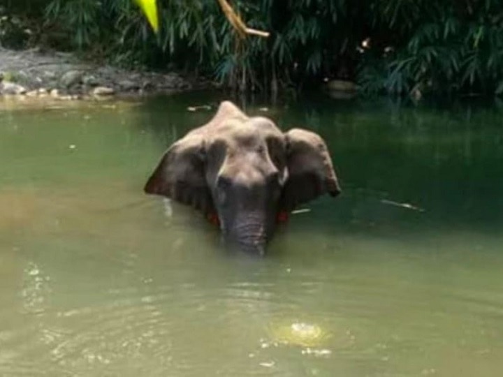 In Pregnant Elephant Killing In Kerala First Arrest गर्भवती हथिनी हत्या मामला: एक आरोपी गिरफ्तार, दो की तलाश अब भी जारी