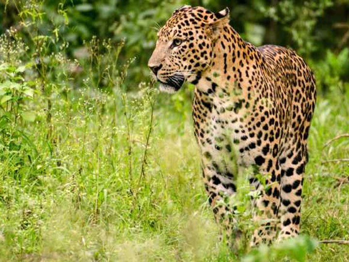 Leopard attack on farmers in Amroha uttar pradesh अमरोहा: तेंदुए ने खेत में काम कर रहे किसानों पर किया हमला, लोगों में खौफ