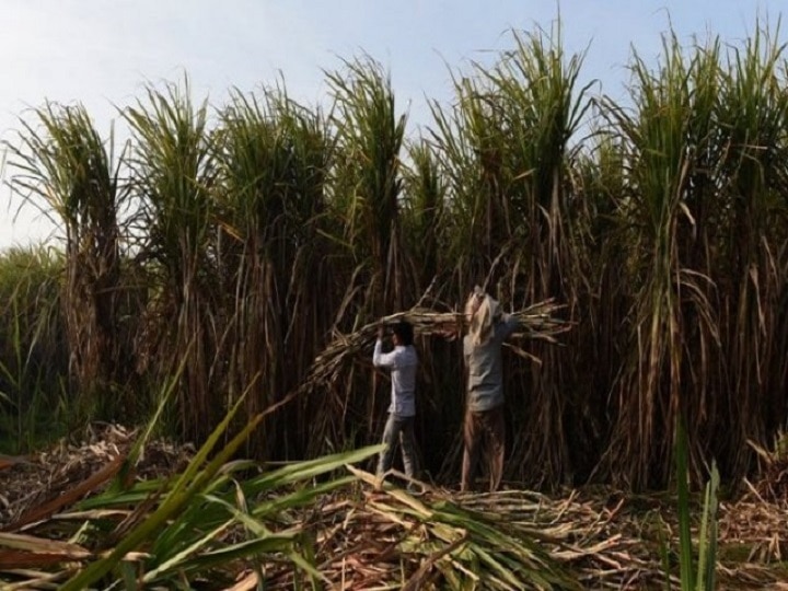 Centre may announce relief package for sugar mills and sugarcane farmers- ANN गन्ना किसानों का बकाया 20 हज़ार करोड़ के पार पहुंचा, सरकार जल्द करेगी राहत पैकेज का एलान