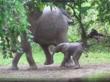 पैदा होते ही नाचने लगा हाथी का नन्हा बच्चा, सोशल मीडिया पर वायरल हो रहा है वीडियो