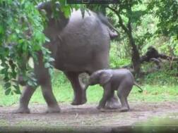 पैदा होते ही नाचने लगा हाथी का नन्हा बच्चा, सोशल मीडिया पर वायरल हो रहा है वीडियो