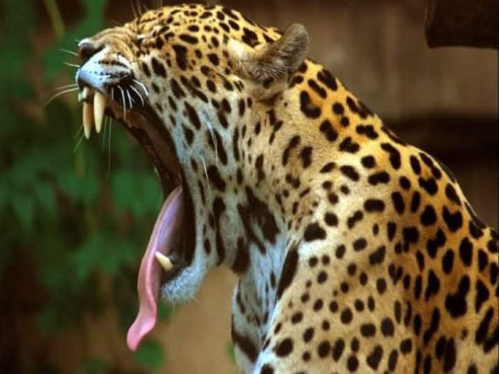 बहराइच में तेंदुए के आतंक से दहशत, हमला कर 8 साल की बच्ची को जबड़े में दबोचा, हुई मौत