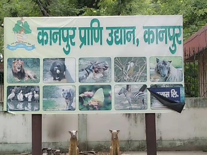 Kanpur Zoo administration arrangement for animals to Protect from winter ann कानपुर: जानवरों को ठंड से बचाने के लिये चिड़िया घर प्रशासन ने किये विशेष इंतजाम, डाइट में भी किया बदलाव