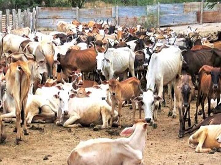 Uttar Pradesh Cabinet approves cow slaughter amendment ordinance 2020 यूपी में गोकशी पर होगी 10 साल की सजा और 5 लाख का जुर्माना, संशोधित अध्यादेश कैबिनेट में पारित