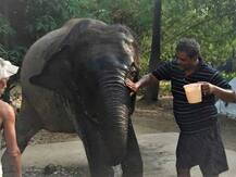 हाथी मेरे साथी: बिहार के मोहम्मद अखतर ने दो हाथियों के नाम की 6.25 एकड़ ज़मीन, गर्भवती हथिनी की मौत से थे दुखी