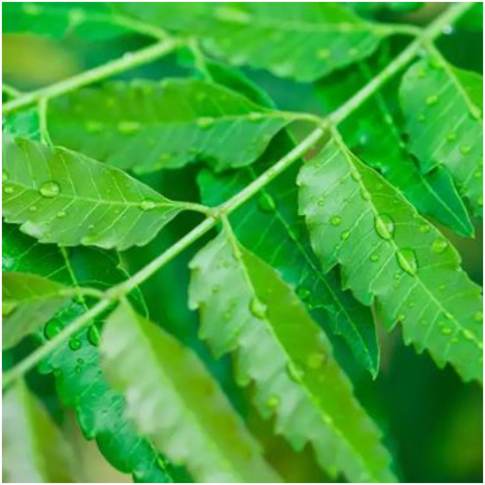 नीम के प्रयोग से कील-मुंहासों से लेकर कैंसर जैसे रोगों से भी बच सकते हैं Wonderful Benefits and Uses of Neem A Herb That Heals