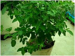 तपती गर्मी और लू से आपको बचाती हैं ये आयुर्वेदिक औषधियां, जानें इनके फायदे