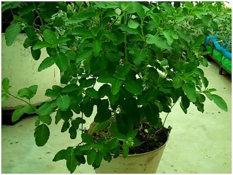 तपती गर्मी और लू से आपको बचाती हैं ये आयुर्वेदिक औषधियां, जानें इनके फायदे तपती गर्मी और लू से आपको बचाती हैं ये आयुर्वेदिक औषधियां, जानें इनके फायदे