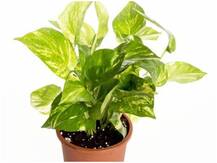 वास्तु शास्त्र: बिना तोड़फोड़ के सिर्फ इन पौधों से ऐसे दूर करें घर का वास्तु दोष