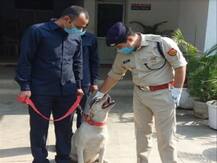 गाजियाबाद पुलिस की नई सुपर स्टार बनी डॉग स्क्वायड की 2.5 साल की लीना, इनाम में मिलेगा नया पट्टा और मुलायम गद्दा